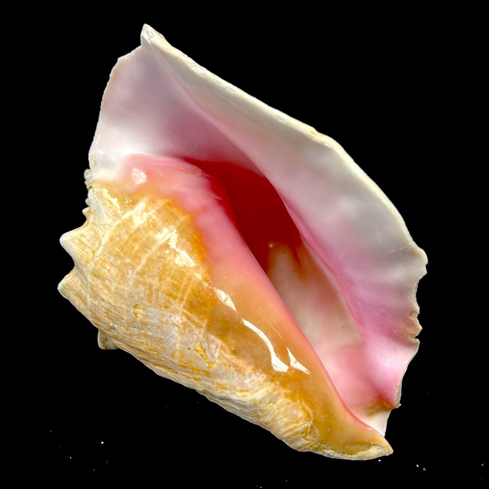 Vintage Large 7.5” pink "Queen" conch shell